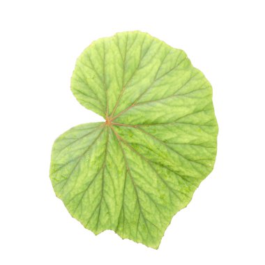 Beyaz izole arkaplana sahip begonya yaprağı dokusu