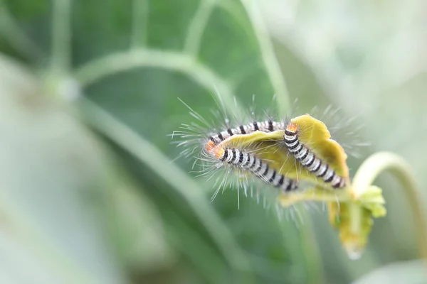 Butterfly Larvaes Caterpillar Eating Anthurium Clarinervium Leaf — стоковое фото