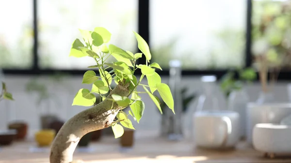 Ficus Religiosa Bonsai Closeup Sunlight Indoor Plants — Stockfoto
