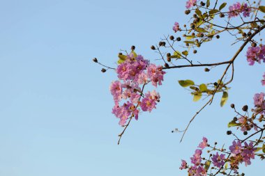 Pembe Lagerstroemia Specosa çiçek ağacı