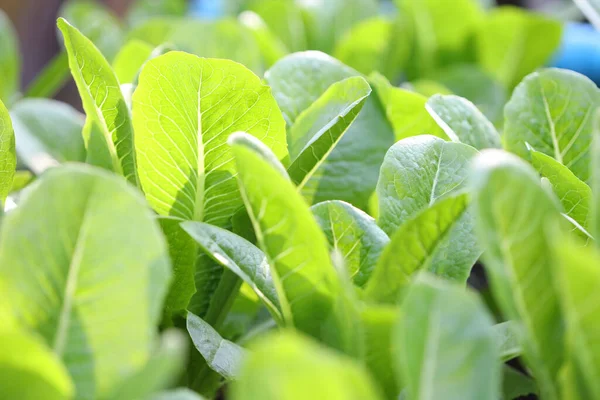 Flores Ecológicas Col Hojas Verdes Cerca — Foto de Stock