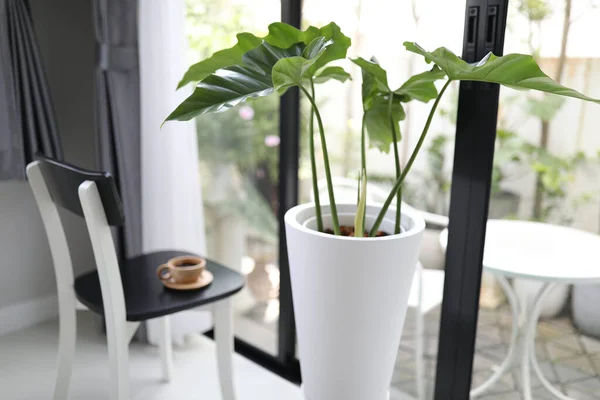 Plante Philodendron Géante Pot Blanc Café Intérieur — Photo