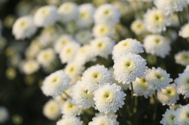 Güneş ışığı altında beyaz kasımpatı çiçeği