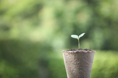 Bebek Güneş Gülü bitkisi büyüyor