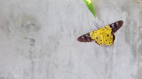 Farfalla Gialla Sul Muro Cemento — Foto Stock
