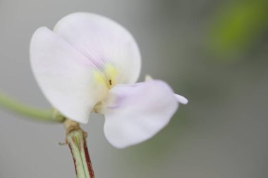 Uzun fasulye çiçeği makrosu yakın plan.