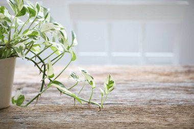 Epipremnum aureum İnciler ve Jade Pothos ahşap masa üzerinde