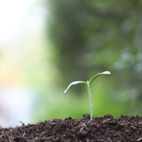 Kleine Wachsende Grüne Pflanze Nahaufnahme — Stockfoto