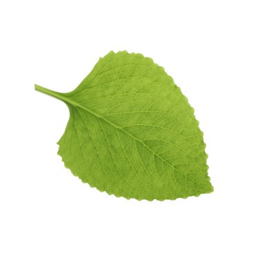 İzole edilmiş makro Hint yaprağı.