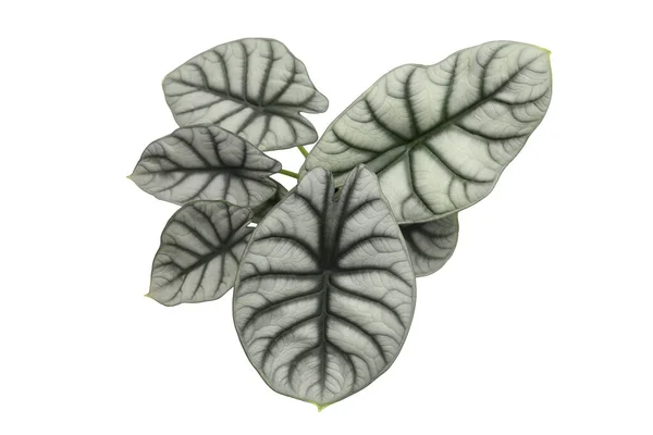 Alocasia Zilveren Draak Planten Bladeren Closeup — Stockfoto