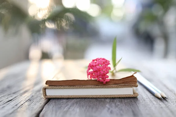 Régi Évjárat Könyv Rózsaszín Bush Pentas Virág — Stock Fotó