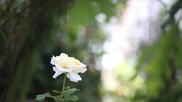 Fehér Rózsa Zöld Természetes Háttér — Stock Fotó
