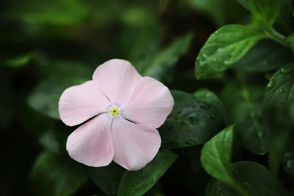 Pink Watercress Flower Macro Closeup — Stock Photo, Image
