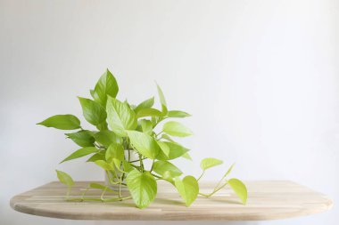 kireç rengi kireç rengi Pothos yeşil bitkisi ahşap masada.