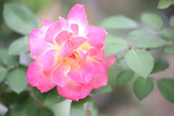 Rózsaszín Sárga Rózsa Virág — Stock Fotó