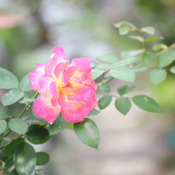 Pink Yellow Rose Flower — Stock Photo, Image