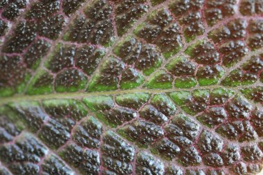 Alevli menekşe yaprağı kaplama yüzey dokusu