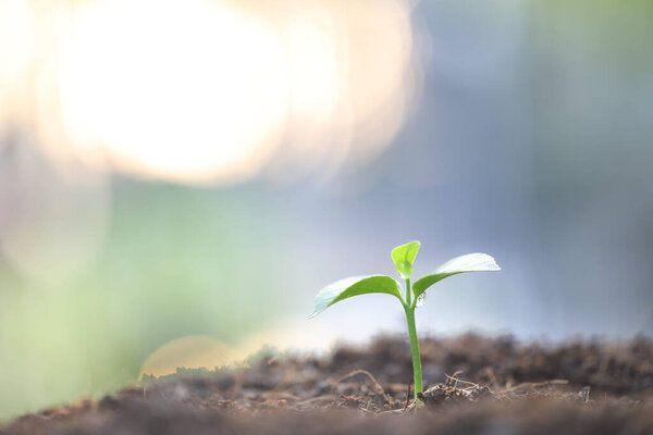 growing plant macro closeup with sunlight