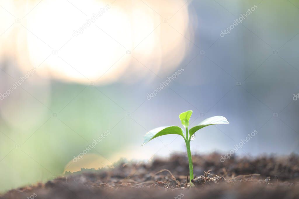 growing plant macro closeup with sunlight