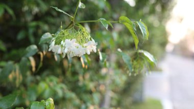Vahşi su erik çiçeği ağacı