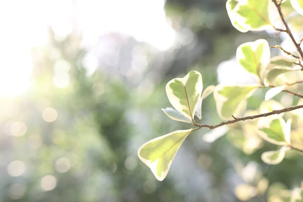 Λαστιχένια Φύλλα Φυτών Γκι Κοντά — Φωτογραφία Αρχείου