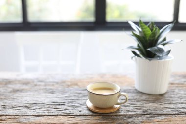 Sarı kahve fincanı ve Hahnii mini yılan otu.