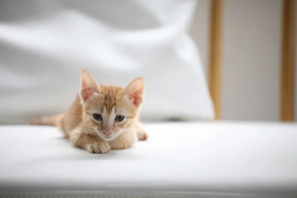 Orange Tabby Kitten Sitting White Sofa — Stockfoto