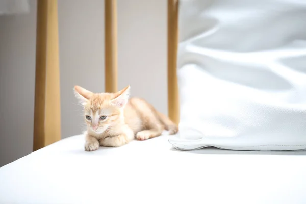 Orange Gestromtes Kätzchen Auf Weißem Sofa — Stockfoto