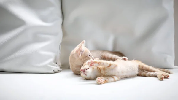 Ein Paar Orange Gestromte Kätzchen Auf Dem Sofa Liegend — Stockfoto