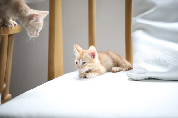 Orange Gestromte Kätzchenaugen Auf Einem Anderen Kätzchen Auf Weißem Sofa — Stockfoto