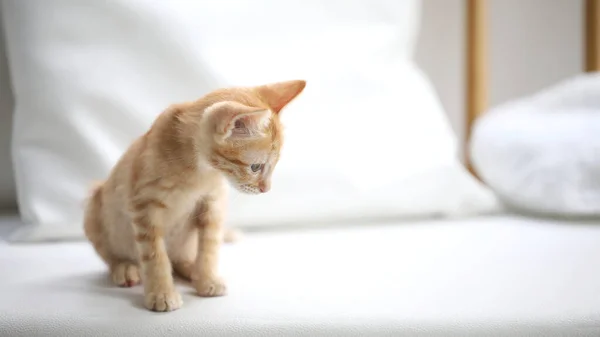 Orange Gestromte Kätzchen Sitzen Auf Der Couch Und Schauen Auf — Stockfoto
