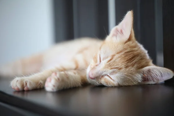 Orange Tabby Kitten Sleeping Shelf — Φωτογραφία Αρχείου
