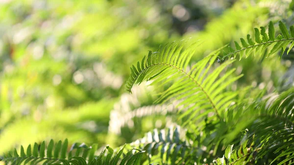 Зеленый Папоротник Листья Крупным Планом Солнцем — стоковое фото