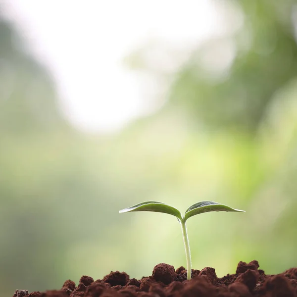 Jeunes Plantes Vertes Poussant Matin — Photo