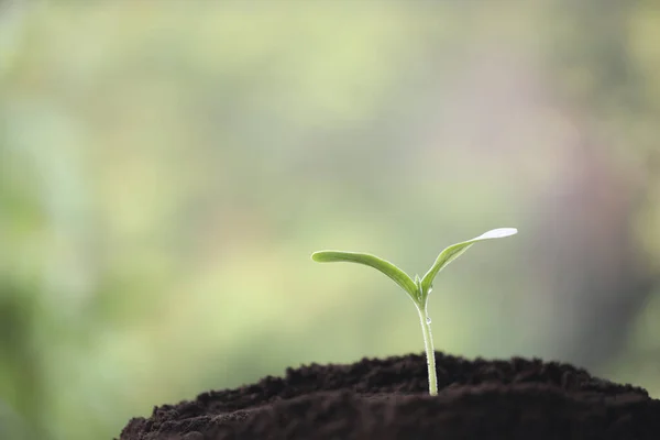 Petites Jeunes Plantes Vertes Croissance — Photo