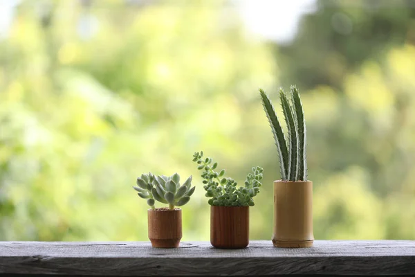 Mini Cactus Small Brown Wooden Plant Pot Lining — 图库照片