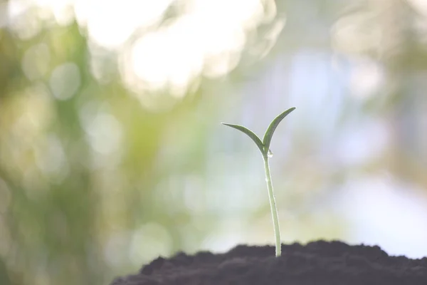 Pequenas Plantas Verdes Jovens Crescendo — Fotografia de Stock