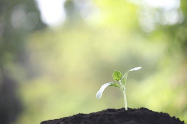 Macro closeup of small plant growing