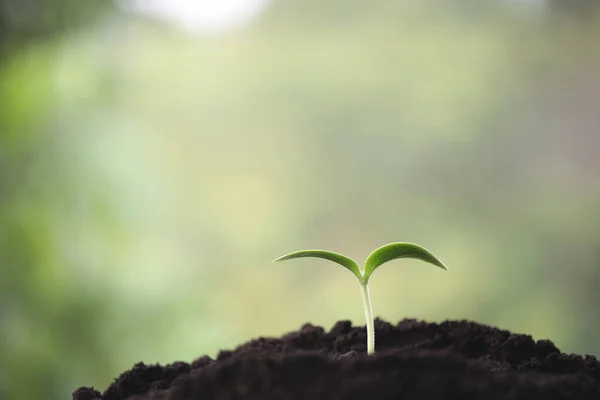 Small Young Plant Sprout Growing — Stockfoto