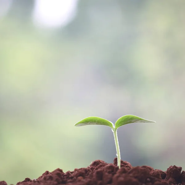 Jeunes Plantes Vertes Poussant Matin — Photo