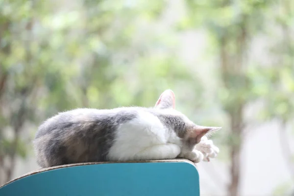 Kitten Sleeping Front Window — Stockfoto