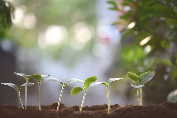 Young Green Small Plants Growing Morning — Stockfoto