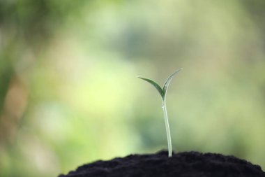 Küçük yeşil bitkiler yetişiyor