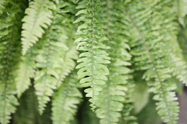Lush Green Fern Delicate Leaves Texture — Zdjęcie stockowe