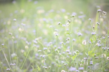 Gün ışığında narin Poaceae çim çiçeği