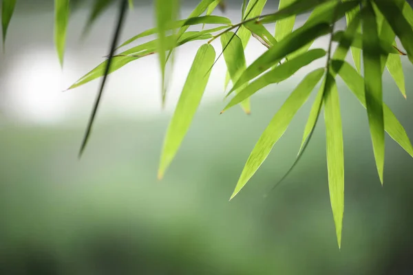 Fechar Folhas Bambu Verde — Fotografia de Stock