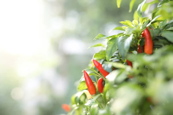 Red and green chili pepper plants closeup
