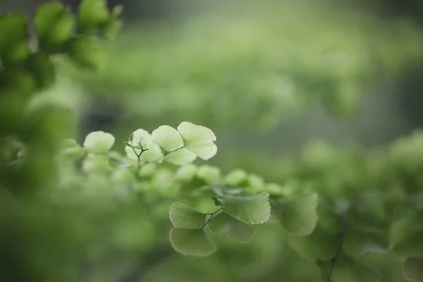 Fern Bush Maidenhair Fern Liści — Zdjęcie stockowe