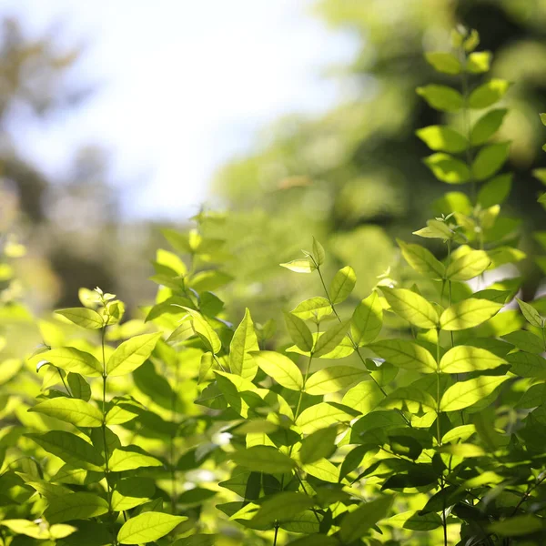 Πράσινο Φρέσκο Wrightia Religiosa Benth Φύλλα Κάτω Από Φως Του — Φωτογραφία Αρχείου