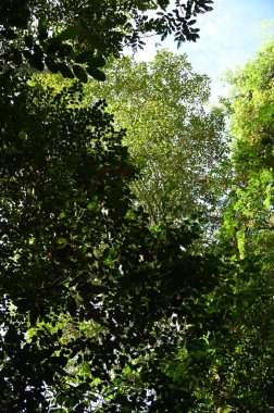 Samajaya Stutong Ormanı Doğa Koruma Alanı Borneo Adası, Sarawak